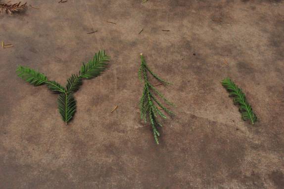 As folhas de uma redwood, uma sequoia e uma 'parente' chinesa, no Redwood National Park, no norte da Califórnia, nos Estados Unidos